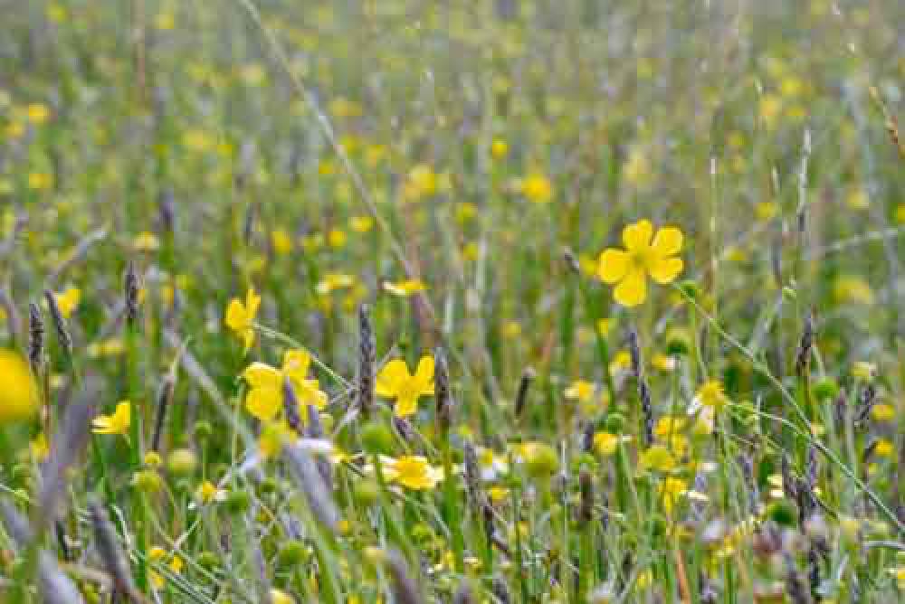 Close Up Of Wild Flowers In Green Field Close Up Of Wild Flowers In Green Field