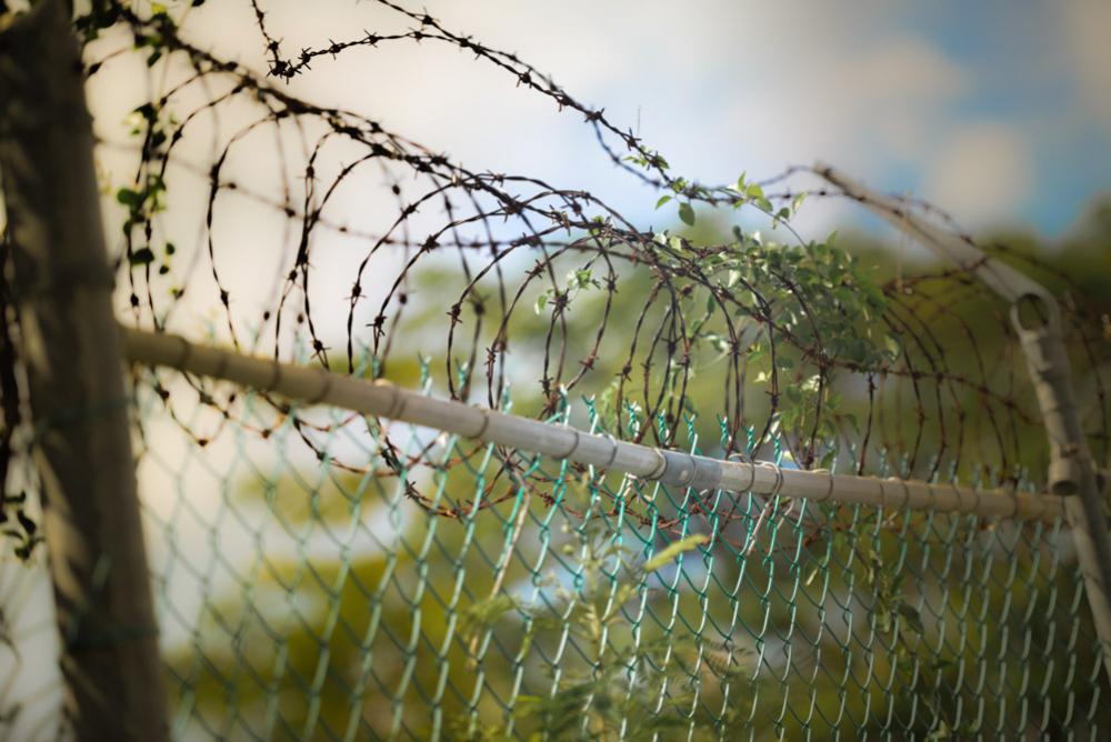 Barbed Wire Fence With Plants Barbed Wire Fence With Plants