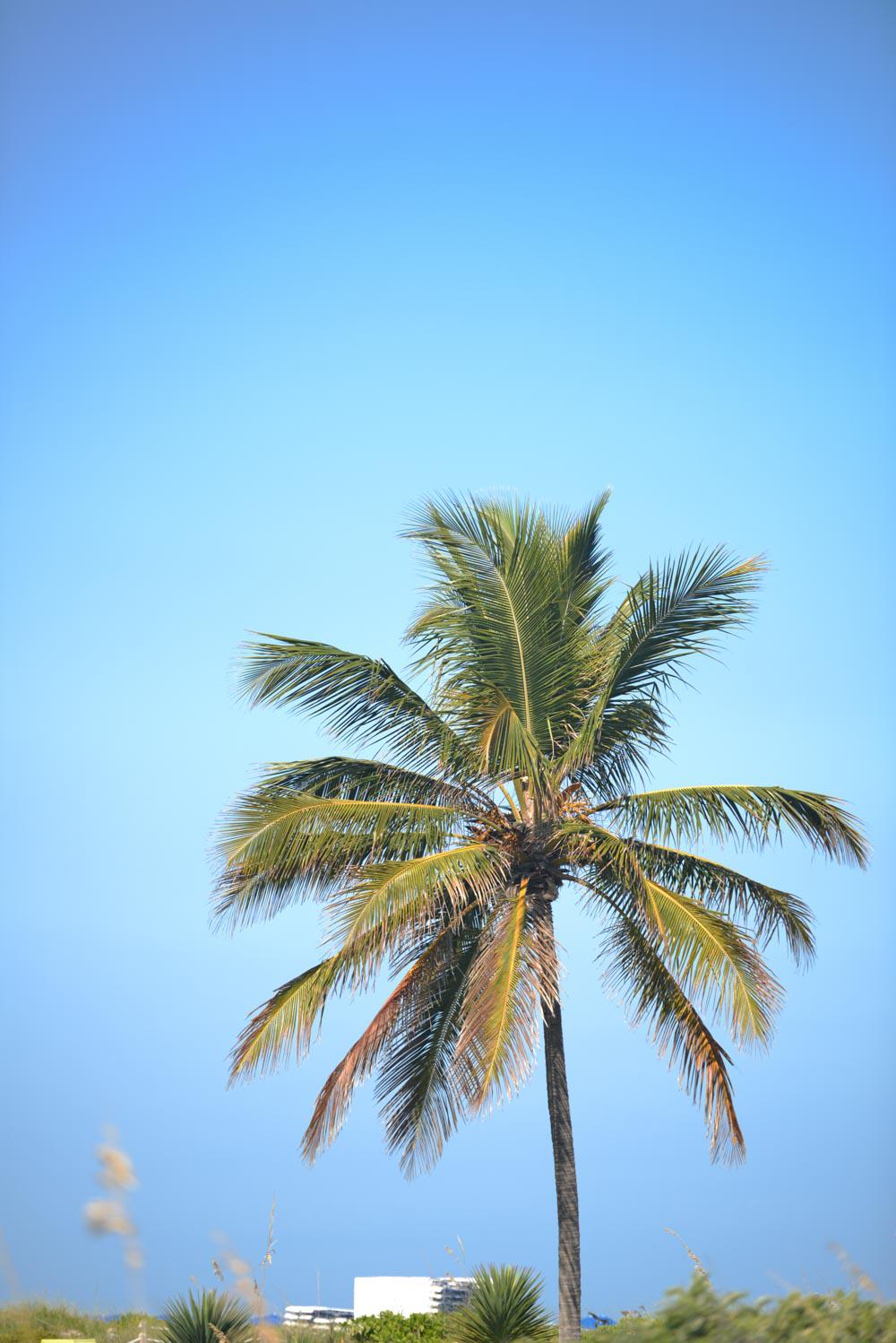 Palm Tree Against Blue Sky Palm Tree Against Blue Sky