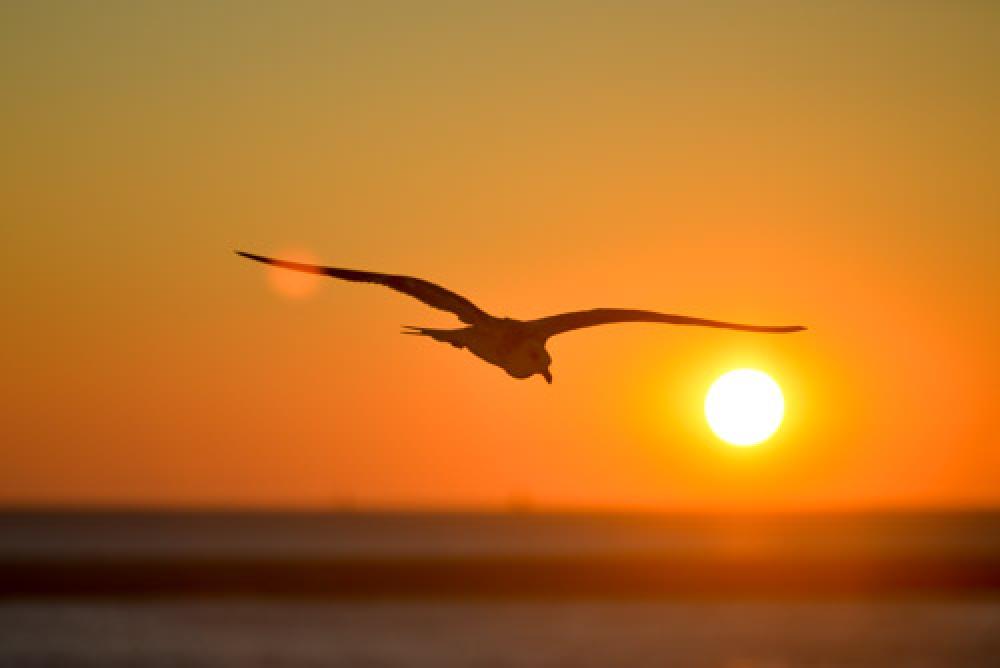 Seagull Flying In Front Of Orange Sunset Seagull Flying In Front Of Orange Sunset