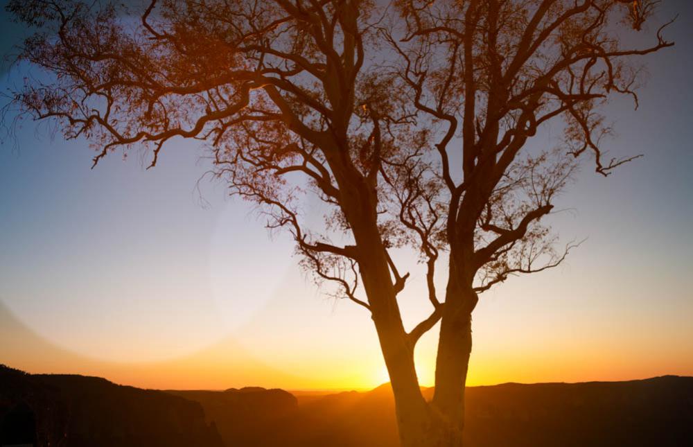 Silhouette Of Tree With Sunset Over Mountains Silhouette Of Tree With Sunset Over Mountains