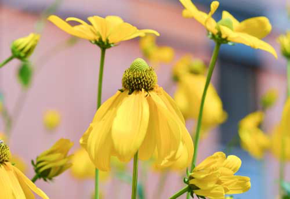 Yellow Flower With Lage Yellow Petals Yellow Flower With Lage Yellow Petals