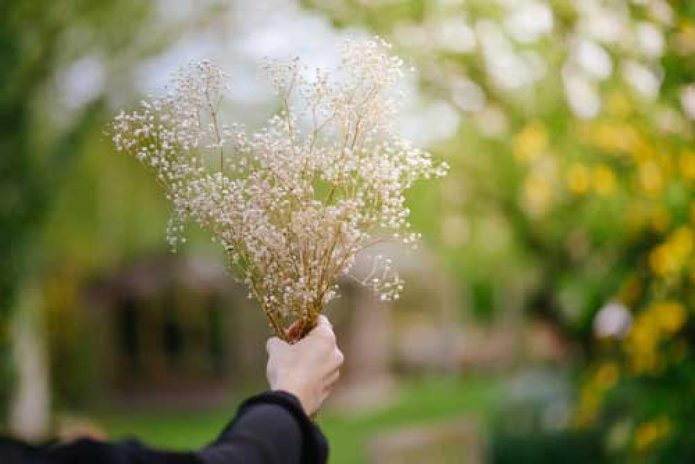 Womans Hand Holding Pretty Spring Flowers Womans Hand Holding Pretty Spring Flowers