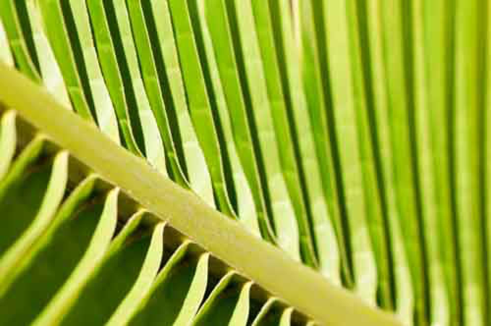Close Up Of Palm Leaf In Sun Close Up Of Palm Leaf In Sun