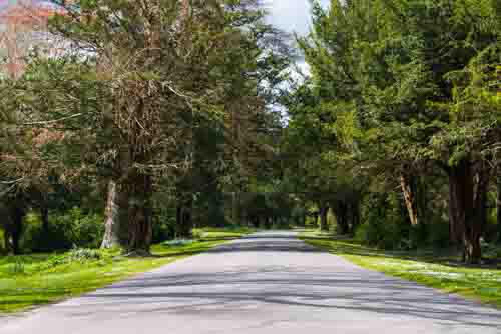 Tree Lined Road In England Tree Lined Road In England