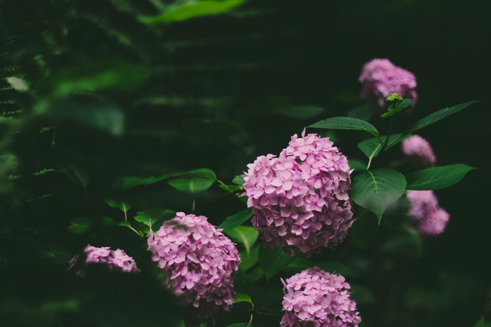Vibrant Hydrangea On Branches Photo Vibrant Hydrangea On Branches Photo