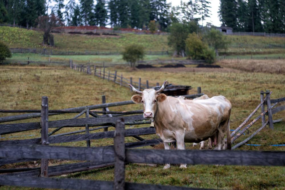 Single Cow Greets Their Visitor Photo Single Cow Greets Their Visitor Photo