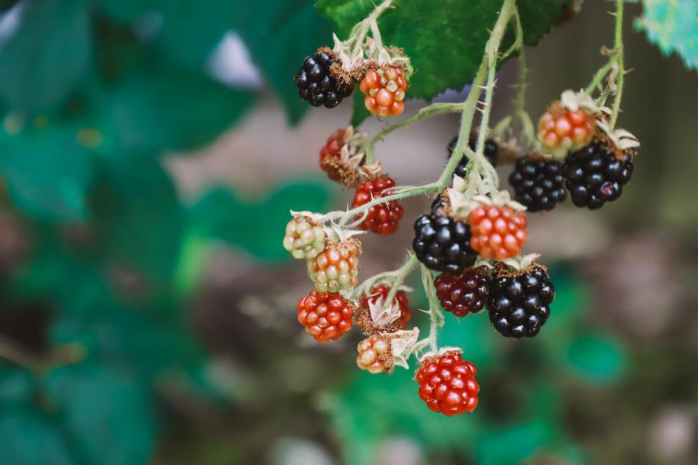 Red And Black Bramble Berries Photo Red And Black Bramble Berries Photo