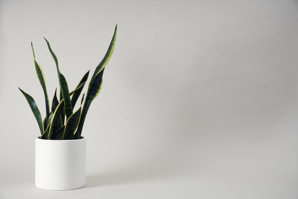 Houseplant In White Pot On Minimalist Background Photo Houseplant In White Pot On Minimalist Background Photo