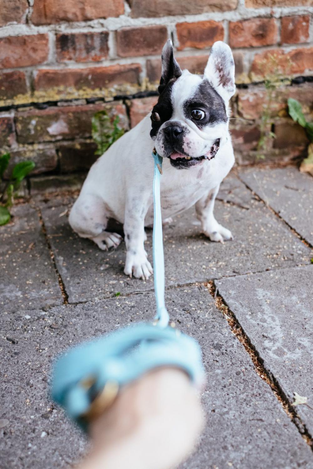French Bulldog on a leash 6 French Bulldog on a leash 6
