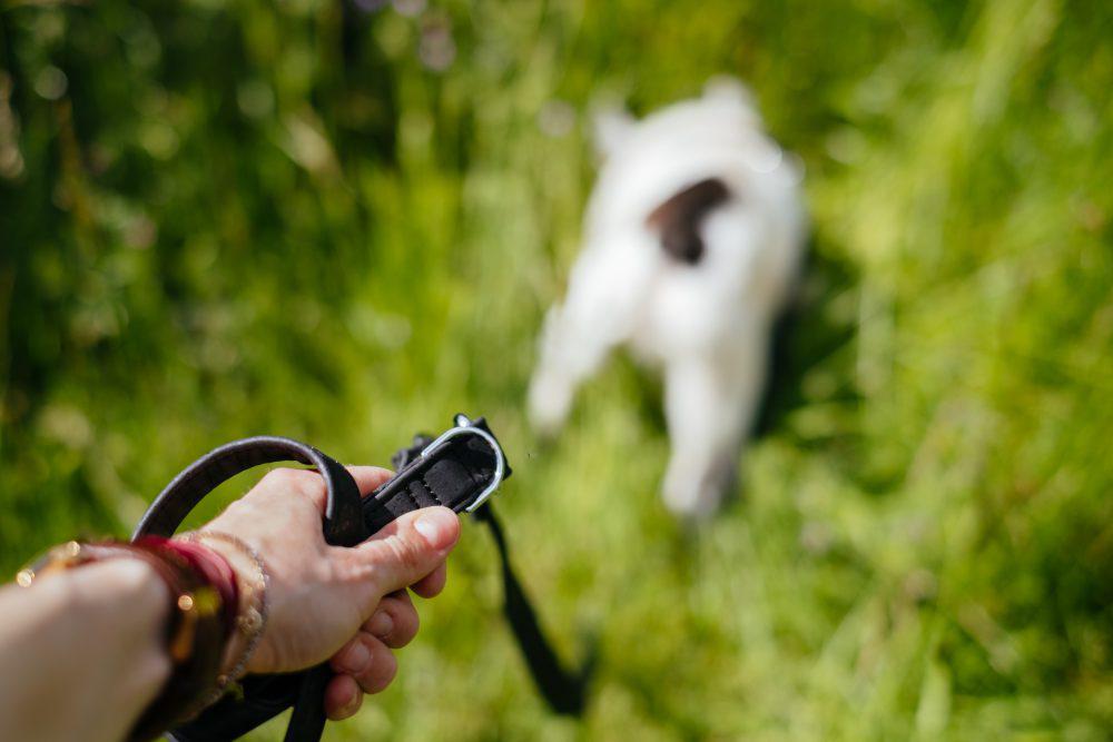 Female hand holding a dog leash 2 Female hand holding a dog leash 2