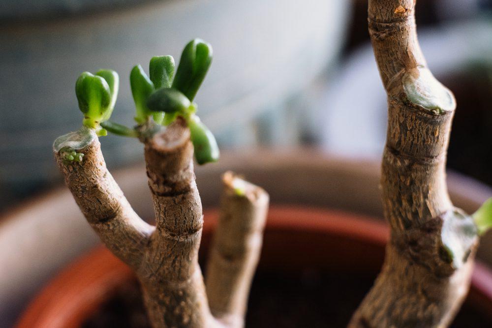 Neglected jade plant coming back to life 3 Neglected jade plant coming back to life 3