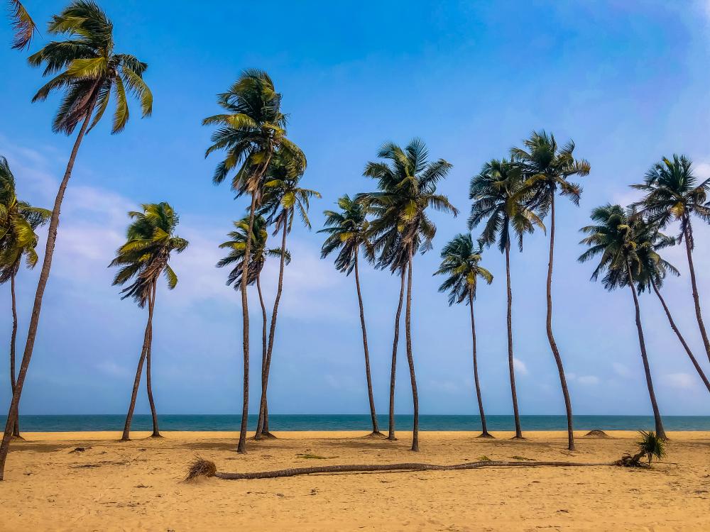 landscape, beach, palm trees, nature, ocean, environment landscape, beach, palm trees, nature, ocean, environment