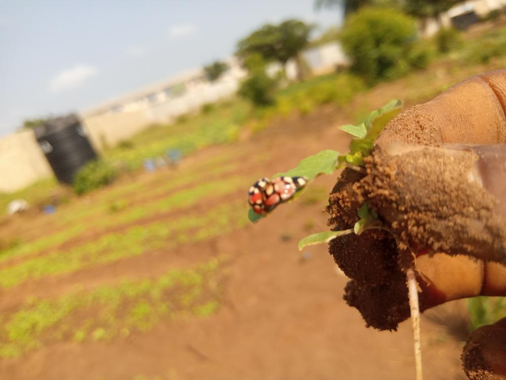 animal, plant, botanical, biodiversity, nature, environment, insect, ladybug animal, plant, botanical, biodiversity, nature, environment, insect, ladybug