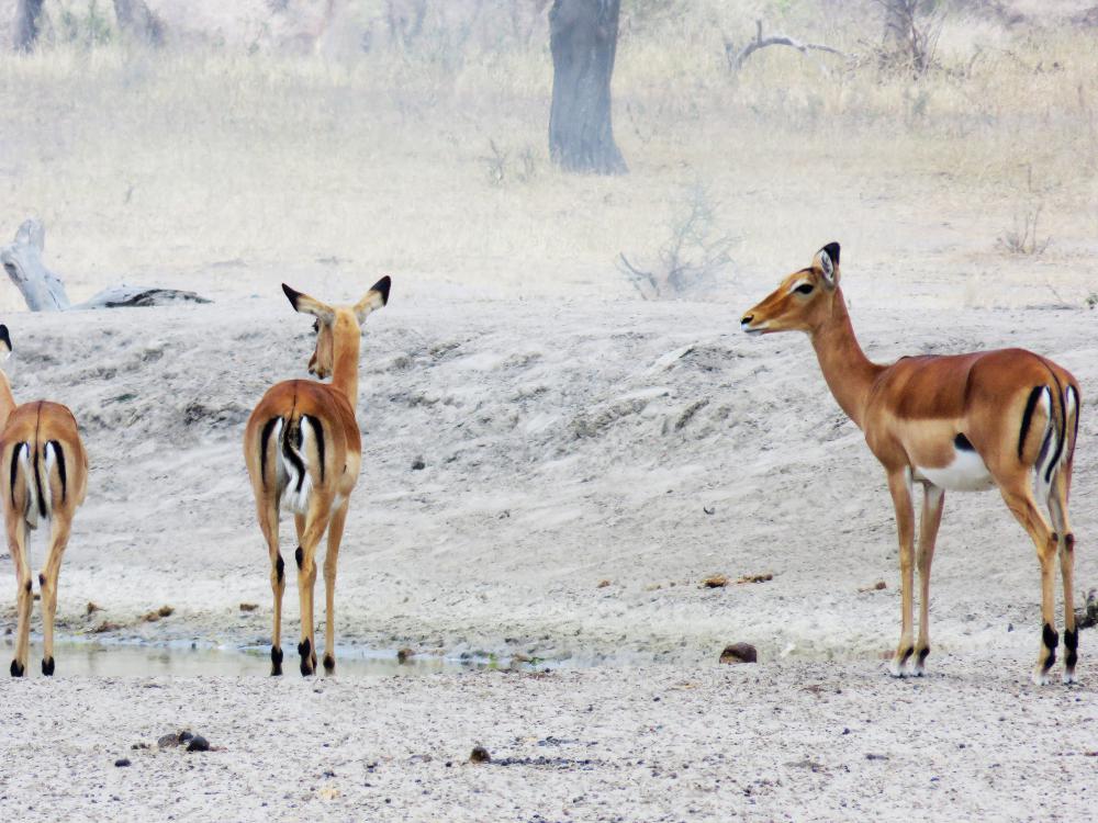 zoo, antelope, animals, nature, environment, herds, wildlife zoo, antelope, animals, nature, environment, herds, wildlife