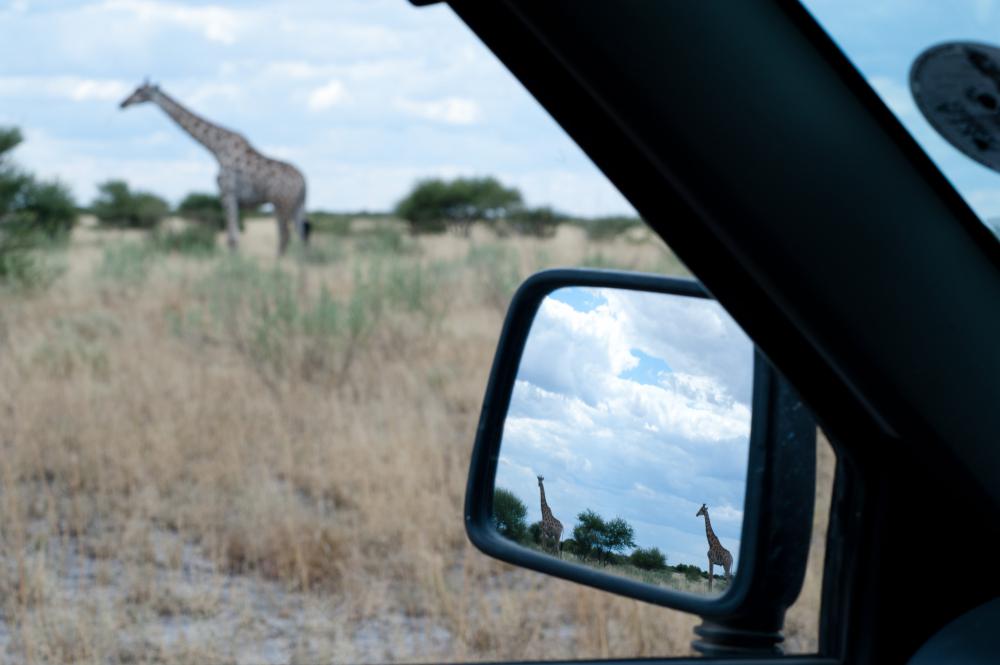 road trip, travel, vehicle, car, mirror, landscape, nature, zoo, wildlife, grass, giraffe, animals road trip, travel, vehicle, car, mirror, landscape, nature, zoo, wildlife, grass, giraffe, animals