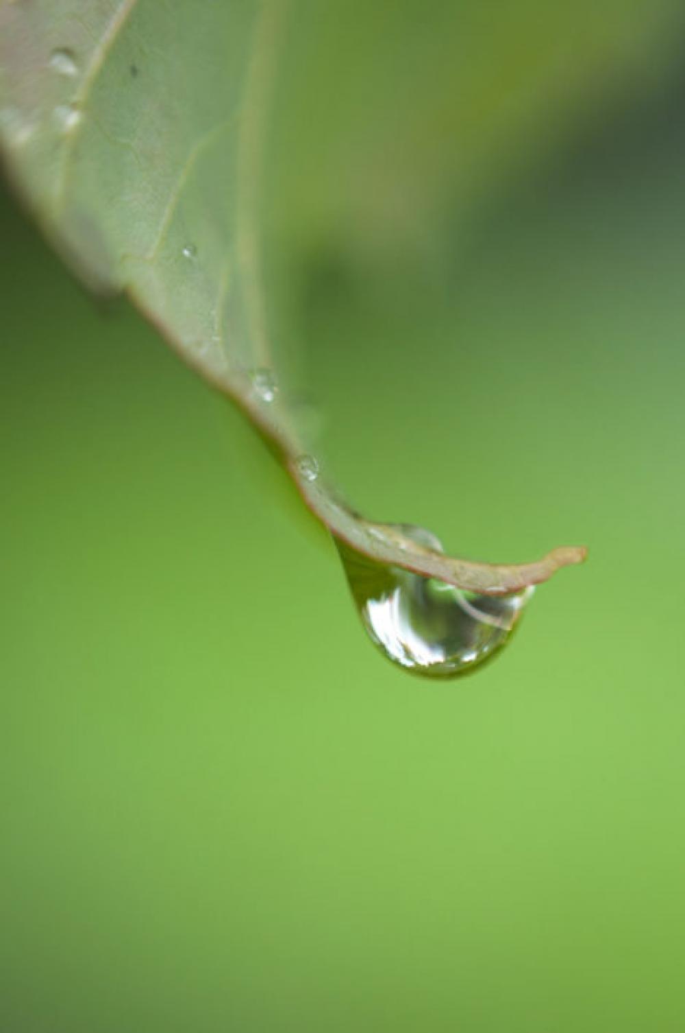 Dew Drops Free Photo Dew Drops Free Photo