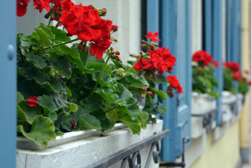 Flower Plant Free Photo Flower Plant Free Photo