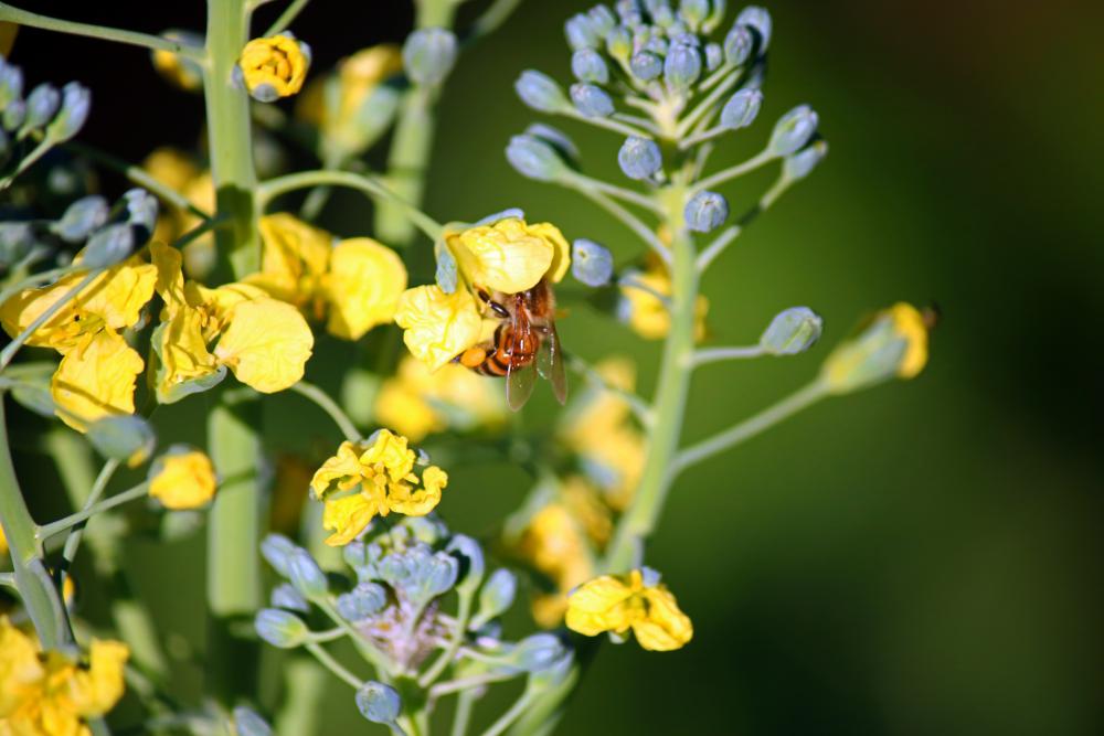 A Bee Inside Yellow Broccoli Flower A Bee Inside Yellow Broccoli Flower