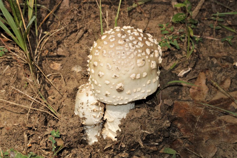 Two White Mushrooms On Forest Floor Two White Mushrooms On Forest Floor