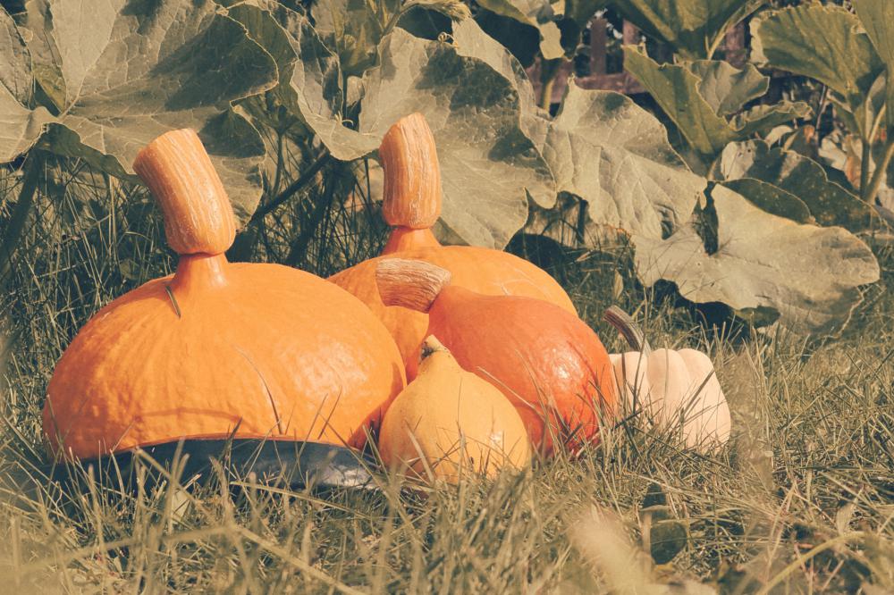 Pumpkin Harvest Pumpkin Harvest