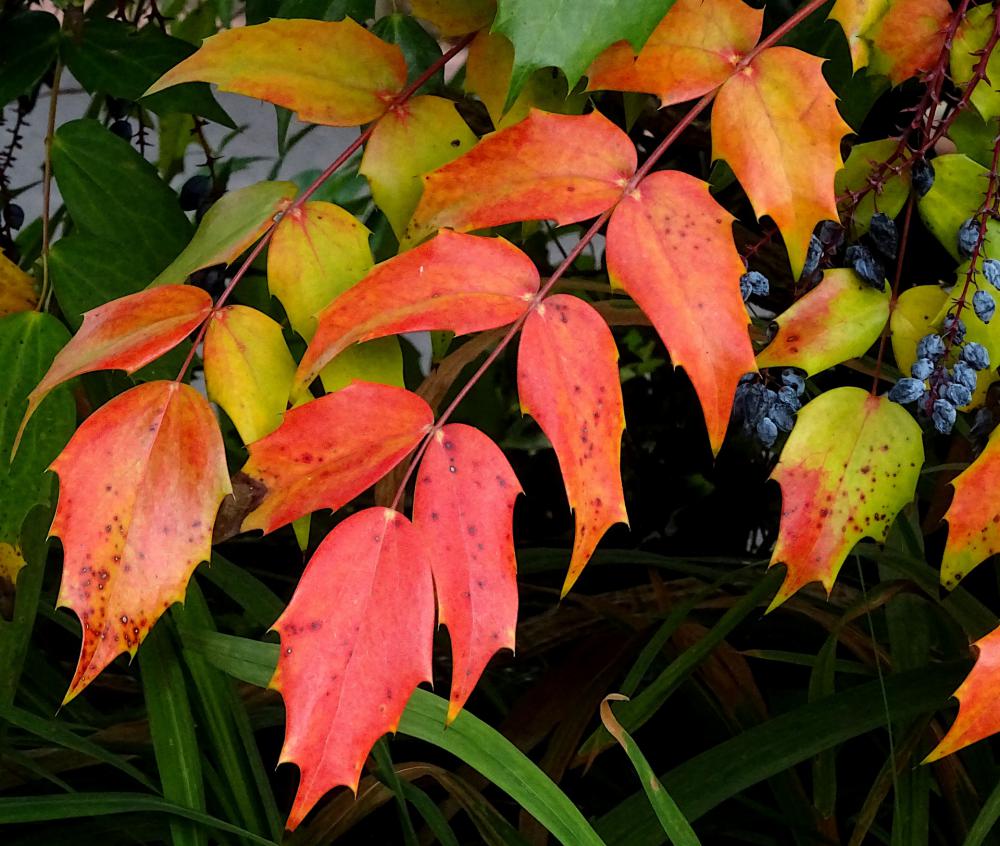 Autumn Fall Tree Leaves Autumn Fall Tree Leaves