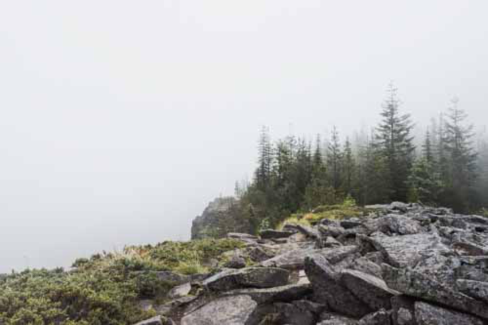 Foggy Morning With Trees Atop Gravel Pile Foggy Morning With Trees Atop Gravel Pile