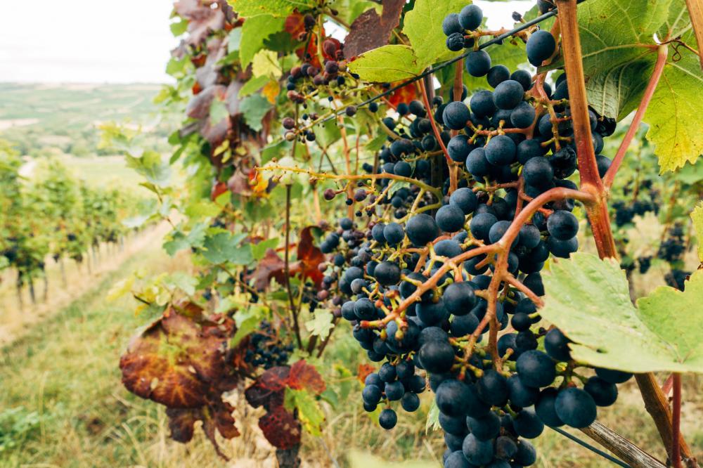 Close Up Of Black Grapes Photo Close Up Of Black Grapes Photo
