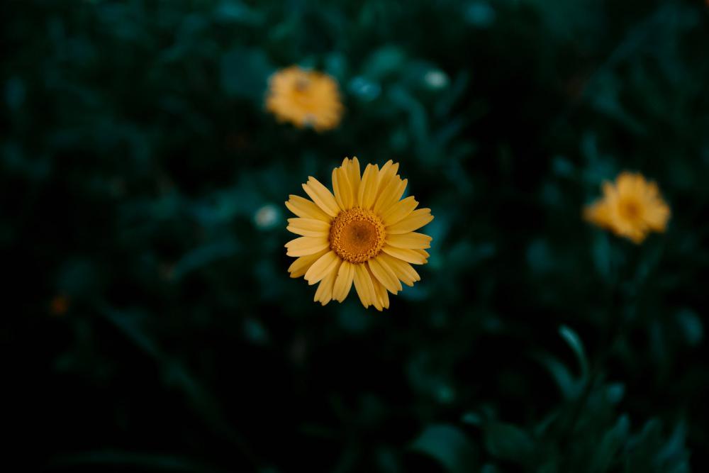Yellow Flower Asks For Attention Photo Yellow Flower Asks For Attention Photo