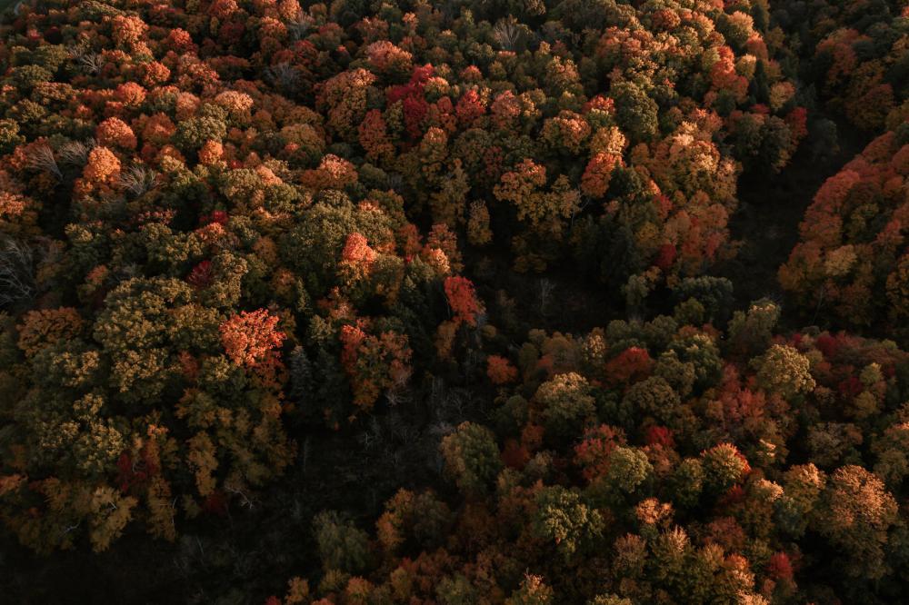 Sunlight Illuminates Rich Fall Colors Photo Sunlight Illuminates Rich Fall Colors Photo
