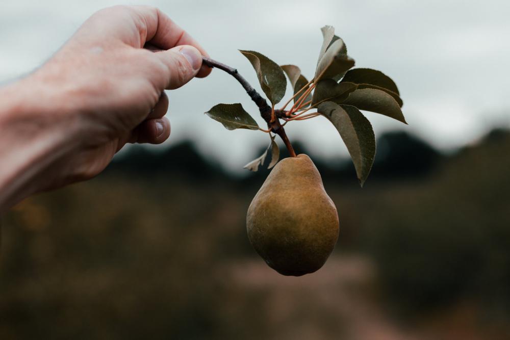 Hand Holding Pear Still On The Branch Photo Hand Holding Pear Still On The Branch Photo