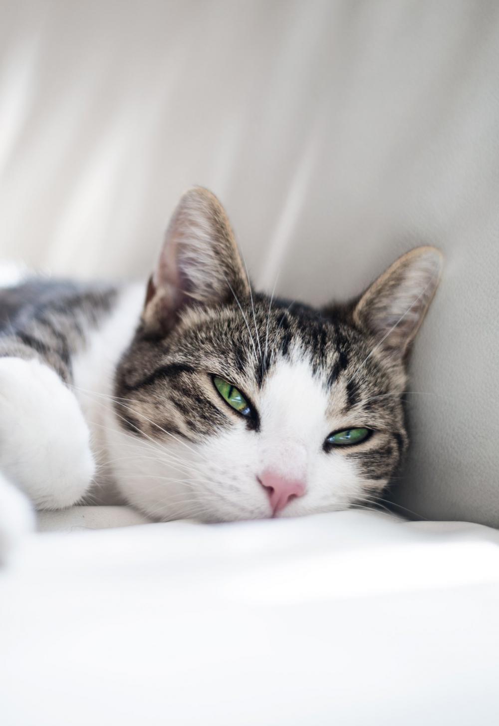 Tabby Cat With Luminous Green Eyes Photo Tabby Cat With Luminous Green Eyes Photo