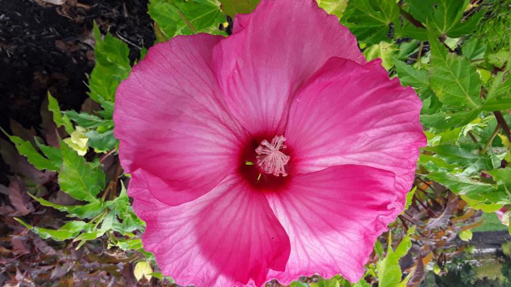Gorgeous Pink Flower Gorgeous Pink Flower