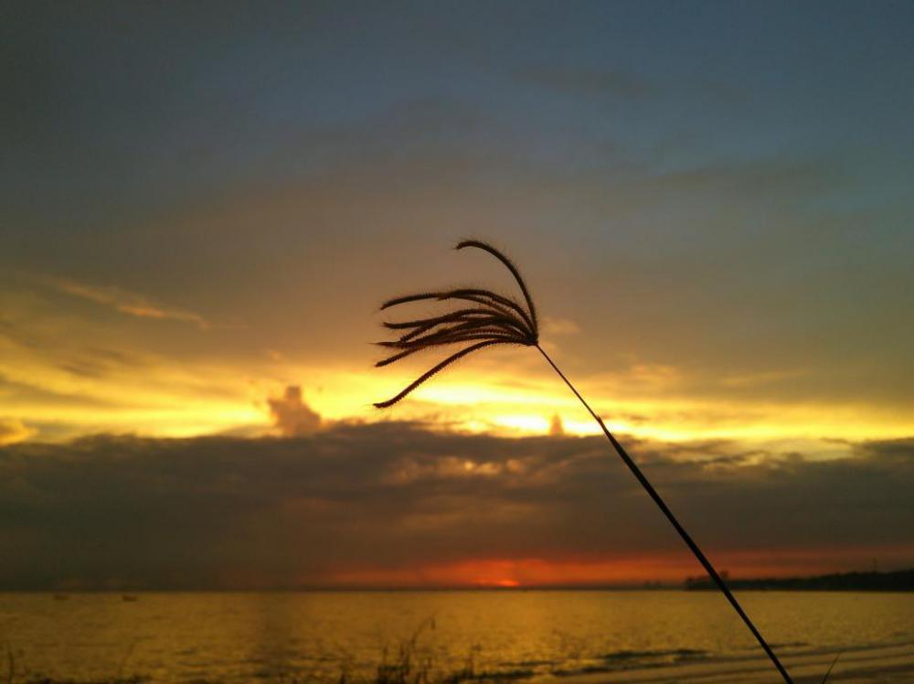 Single grass and Sunrise sky Single grass and Sunrise sky