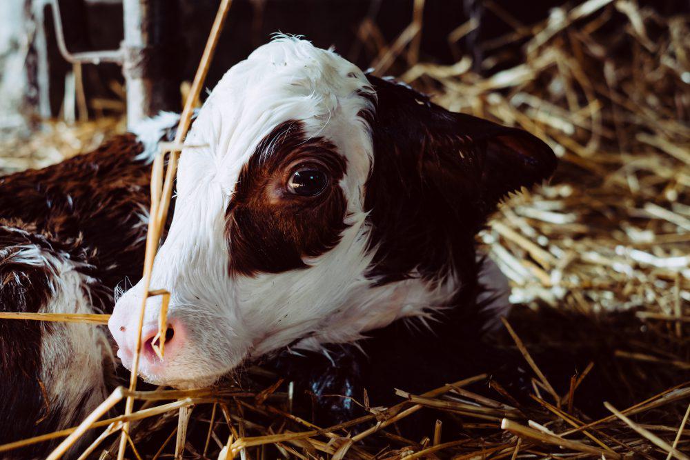 Newborn calf portrait 3 Newborn calf portrait 3