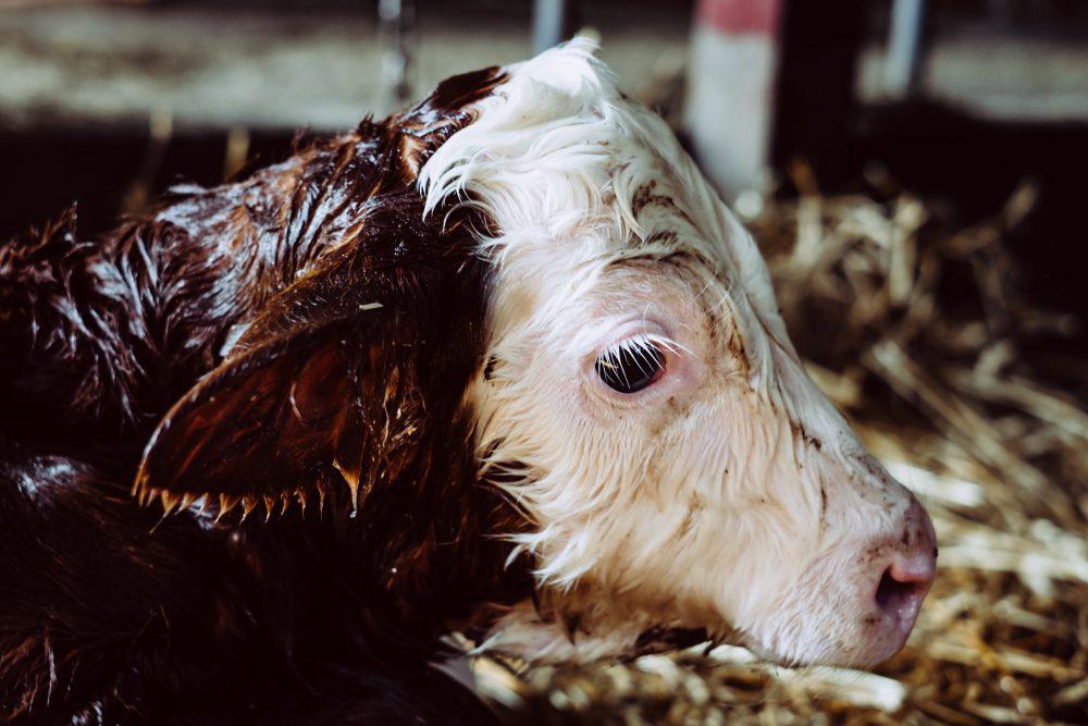 Newborn calf portrait Newborn calf portrait