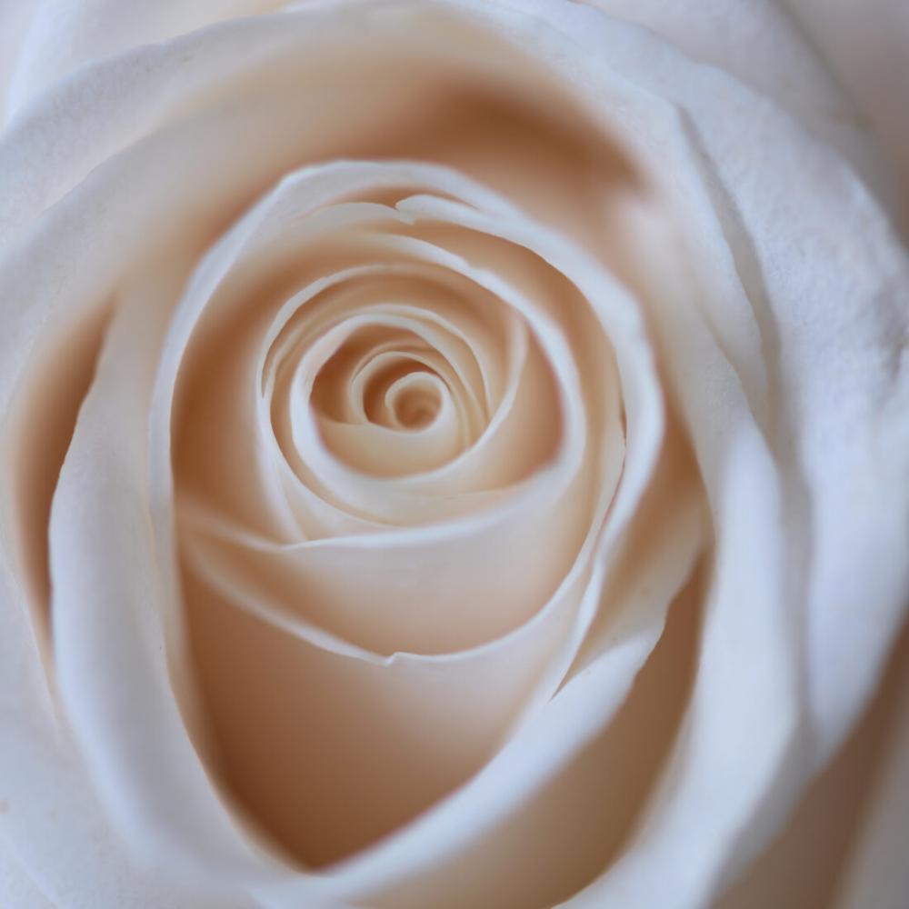Pink Rose Close up Pink Rose Close up