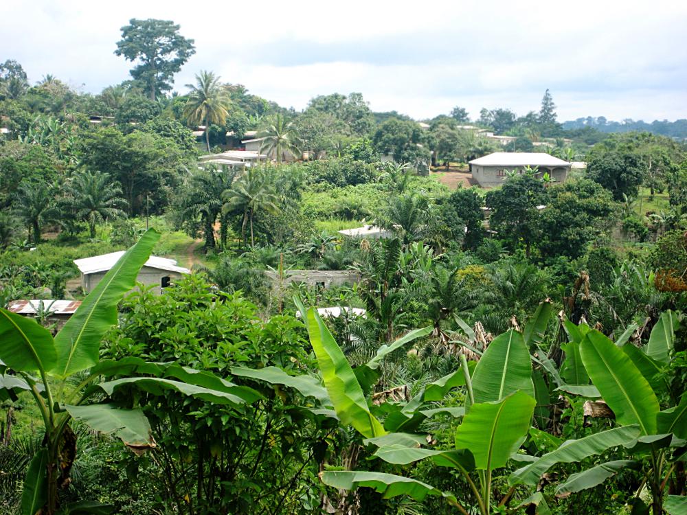 landscape, nature, countryside, trees, village, banana trees, flora landscape, nature, countryside, trees, village, banana trees, flora