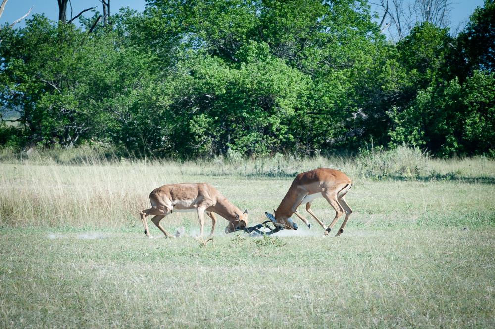 animals, wildlife, antelopes, fight, landscape, zoo, nature, environment animals, wildlife, antelopes, fight, landscape, zoo, nature, environment