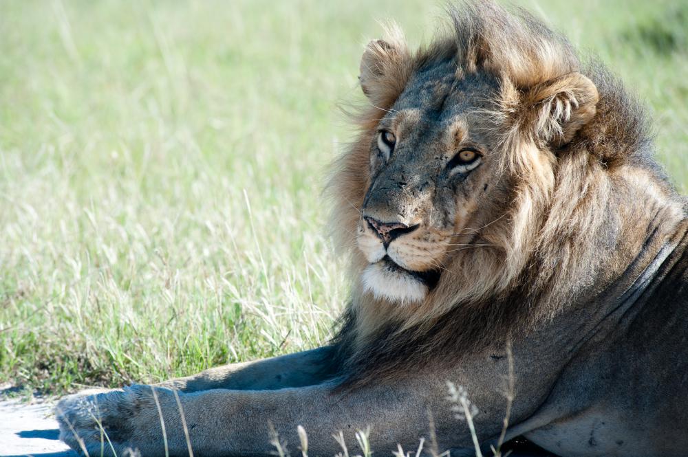 animal, lion, nature, natural, resting, lion resting animal, lion, nature, natural, resting, lion resting