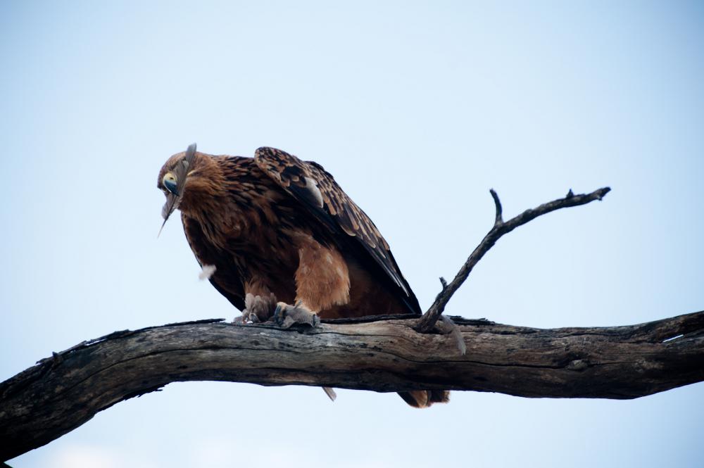nature, landscape, animal, tree, bird, bird resting, blue sky nature, landscape, animal, tree, bird, bird resting, blue sky
