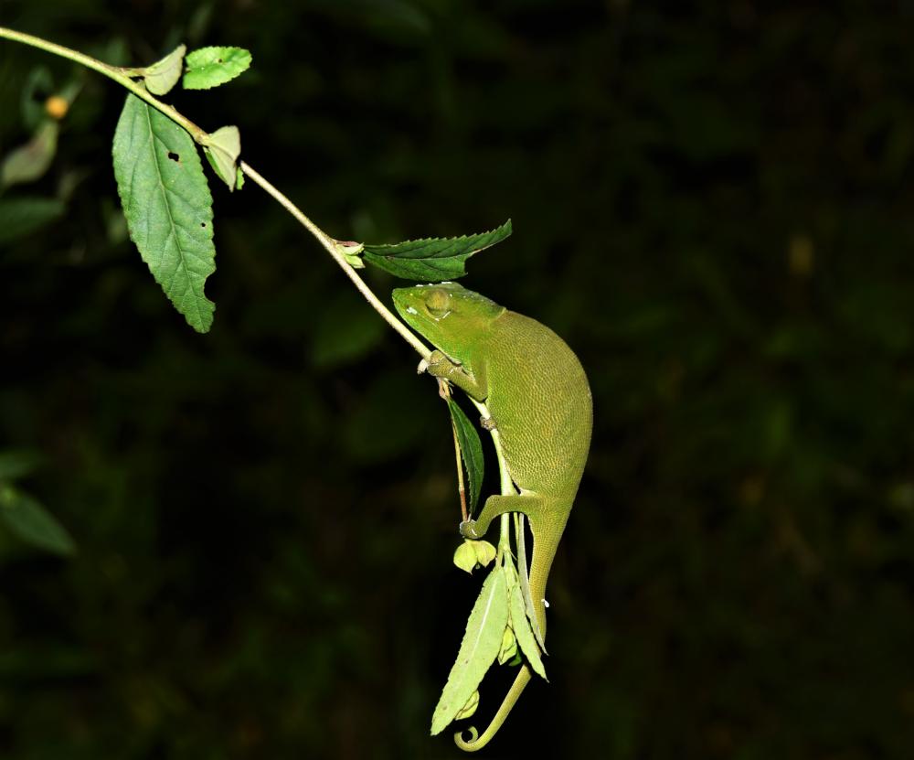 animal, chameleon, branch, outside, night, green animal, chameleon, branch, outside, night, green