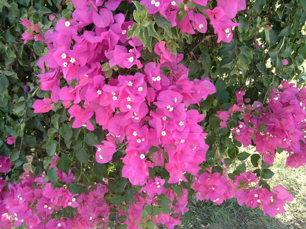 flowers, pink flowers, decorative flowers, flower gardens flowers, pink flowers, decorative flowers, flower gardens