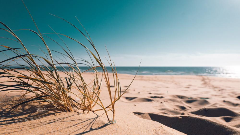 Sun on the sand Sun on the sand