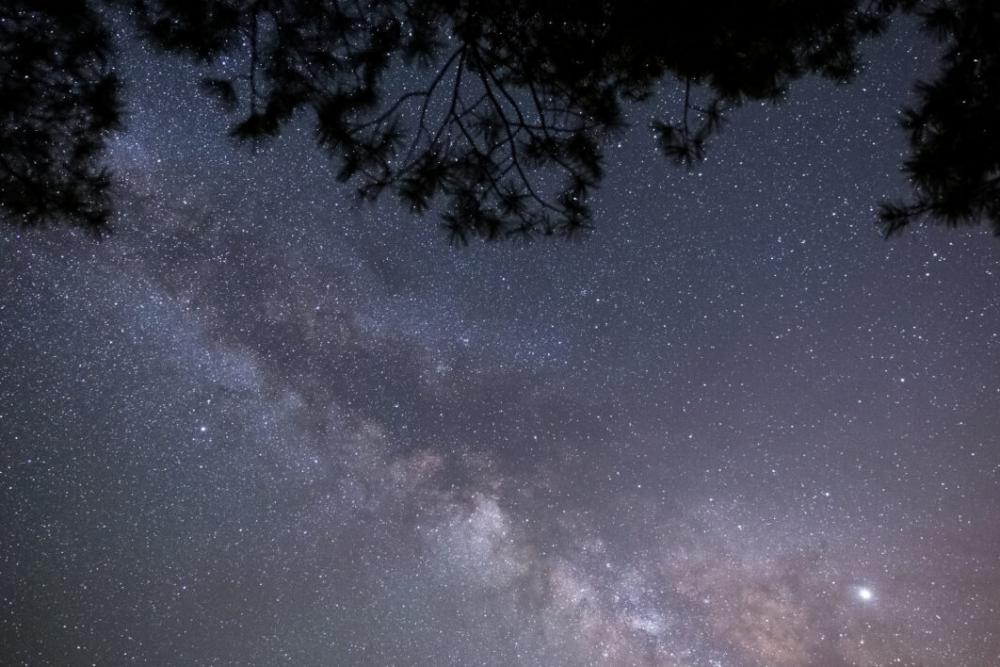 Trees Night Sky Free Photo Trees Night Sky Free Photo