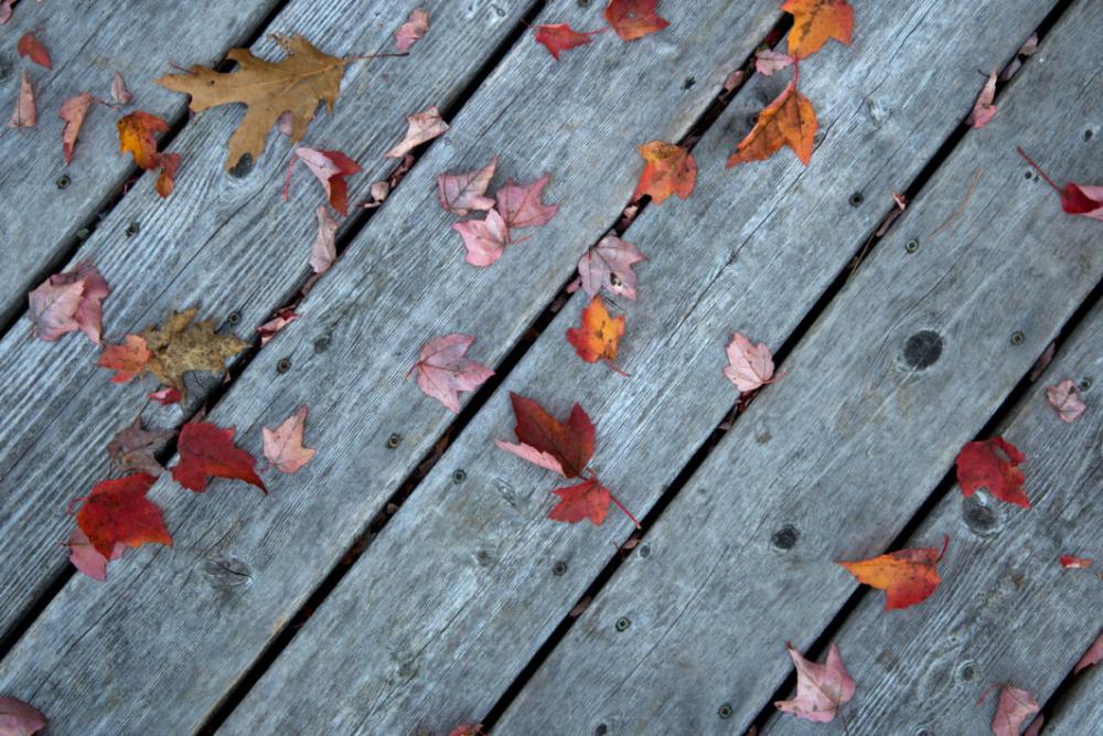 Fall Leaves Wood Free Photo Fall Leaves Wood Free Photo