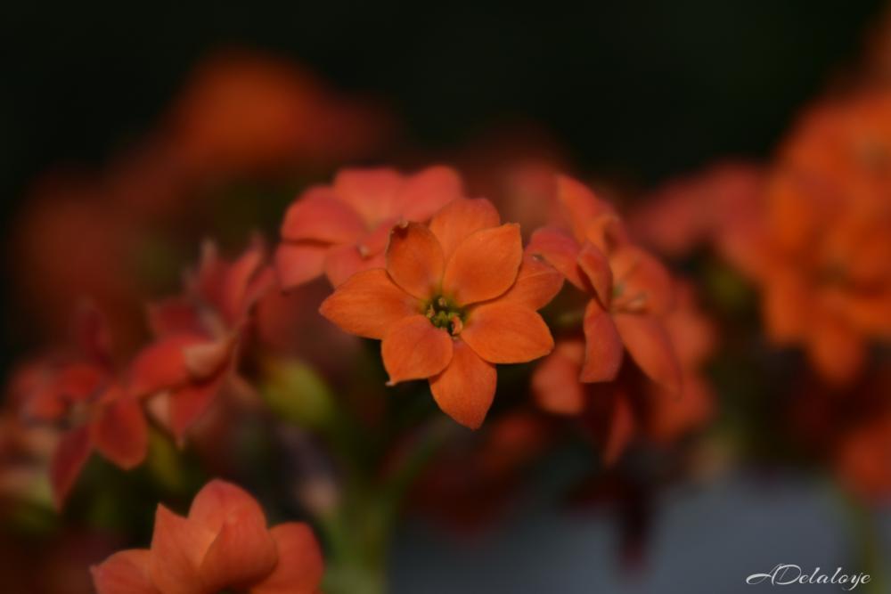 Red Flowers Red Flowers