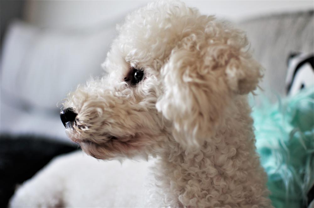 Caniche Dog Caniche Dog