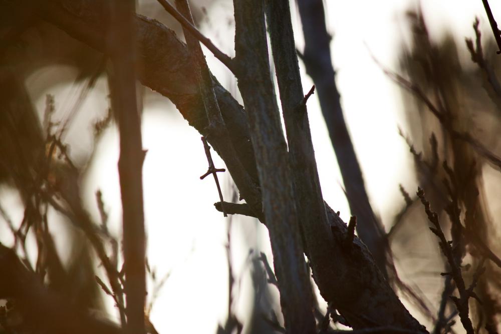 Afternoon Light & Blurry Branches Afternoon Light & Blurry Branches