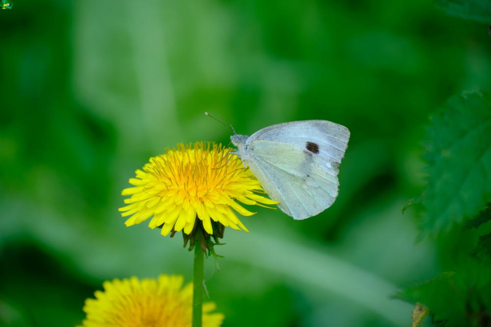 Butterfly On A Flower Butterfly On A Flower